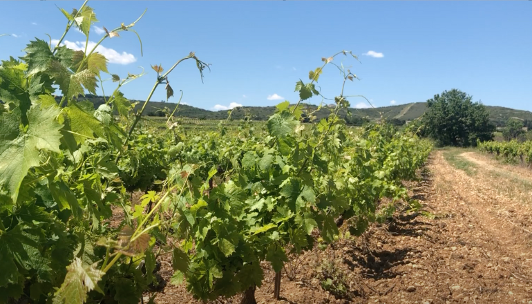 Vigne © L'Echo du Languedoc