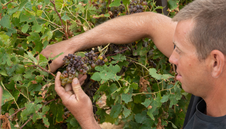 Un viticulteur des Corbières touché par la grêle du 13 août 2024 © Préfecture de l'Aude.